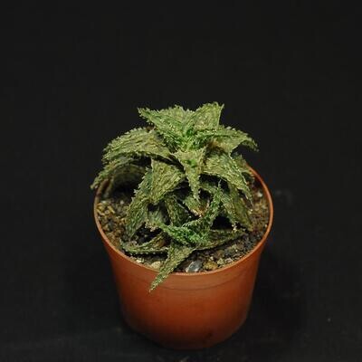 Aloe hybrid (TC Miniatures) 'Swamp Thing'