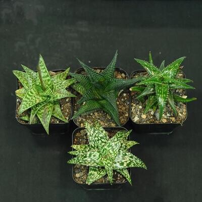 Set of 3 Aloes plus 1 Haworthia
