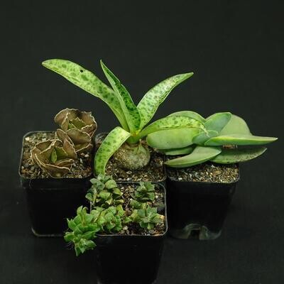 Set of 4 Succulent