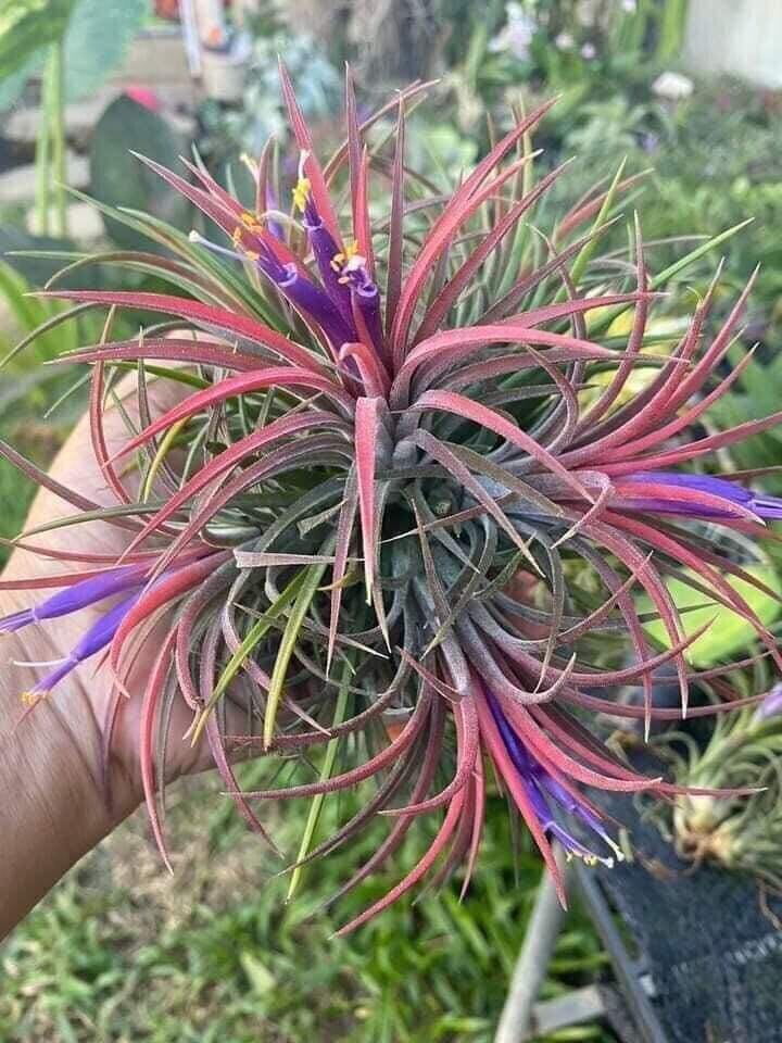 Air Plant Tillandsia Ionantha