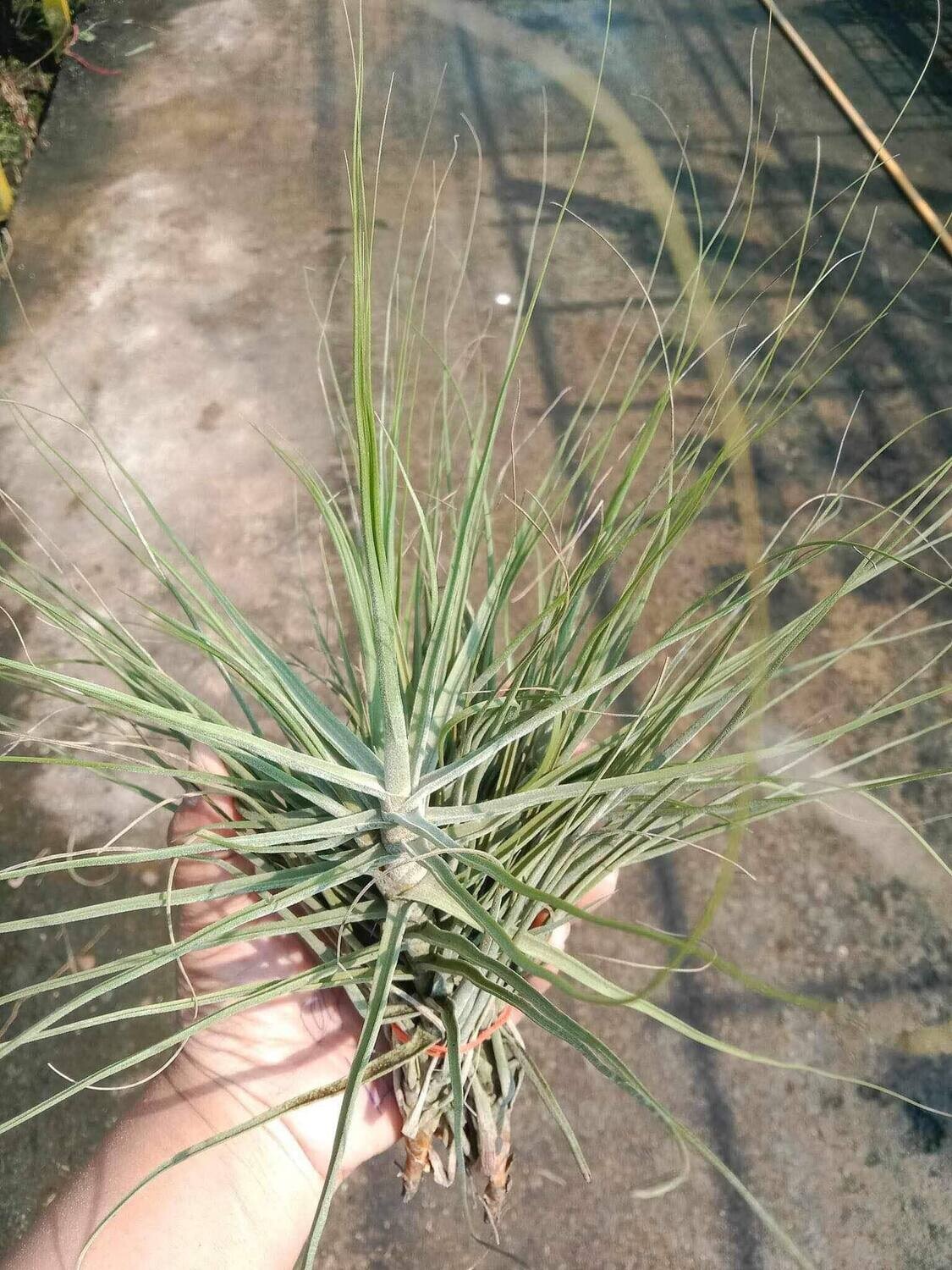Air Plant Tillandsia schiedeana