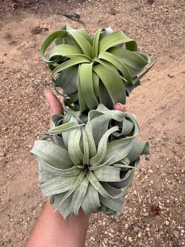 Air Plant Tillandsia streptophylla