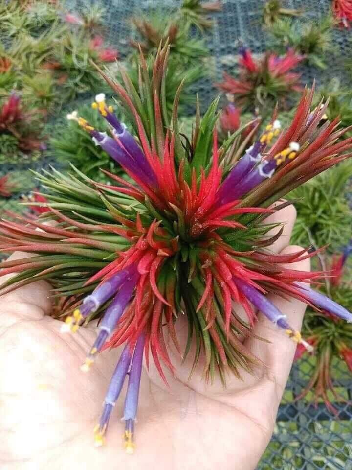 Air Plant Tillandsia ionantha Red 'Fuego