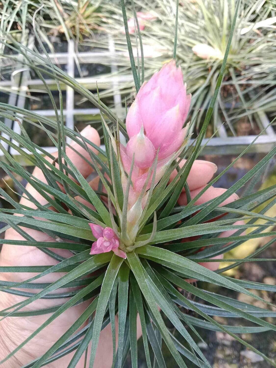 Air Plant Tillandsia stricta