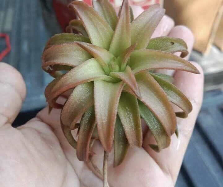 Air Plant Tillandsia ionantha vanhyningii Jumbo