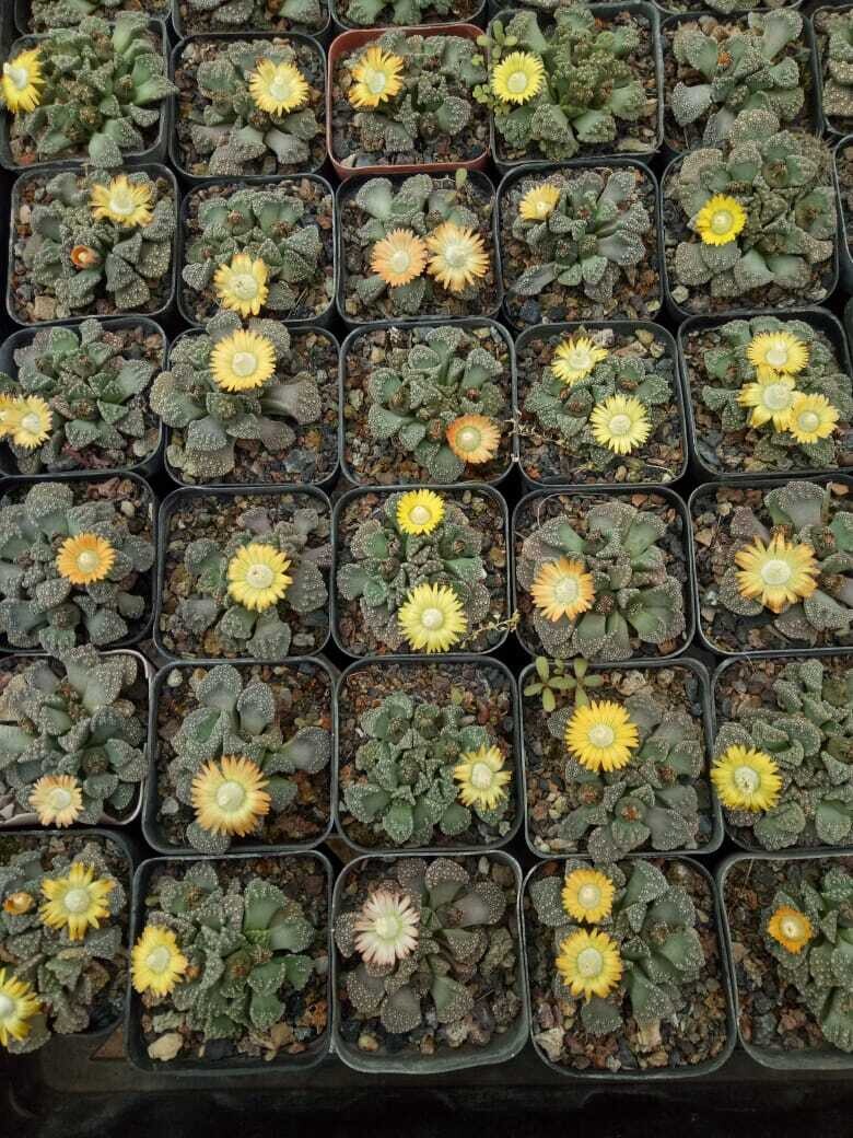 Titanopsis calcarea Titanopsis calcarea