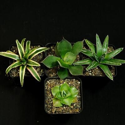 Set of 4 Agave