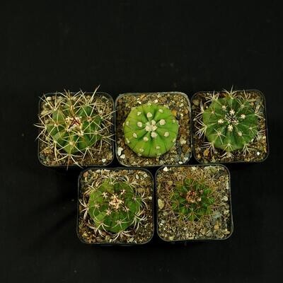 Set of 5 Assorted Cactus A