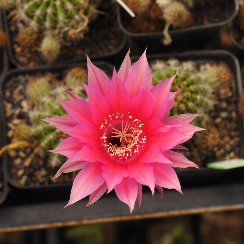 Echinopsis cactus in bloom, showing its large, bright pink flower.
