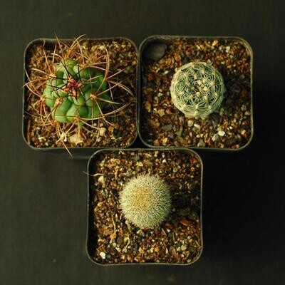 Set of 3 Assorted Cactus