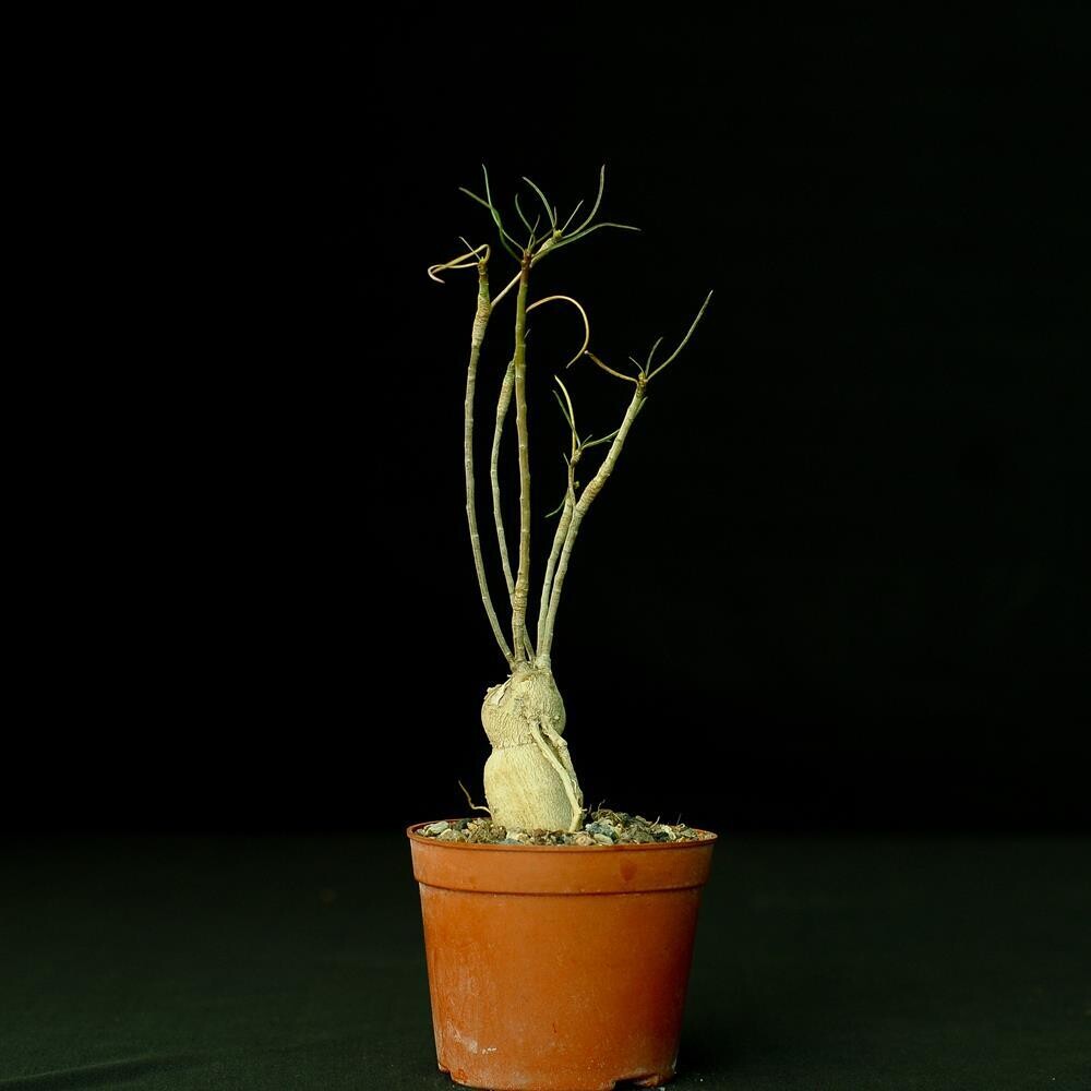 Euphorbia hedyotoides