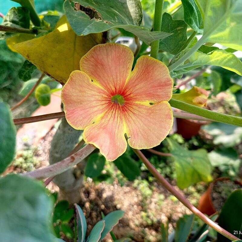 Uncarina hybrid  Grafted Plant (Orange Streaks)