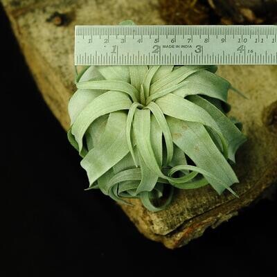 Air Plant Tillandsia streptophylla