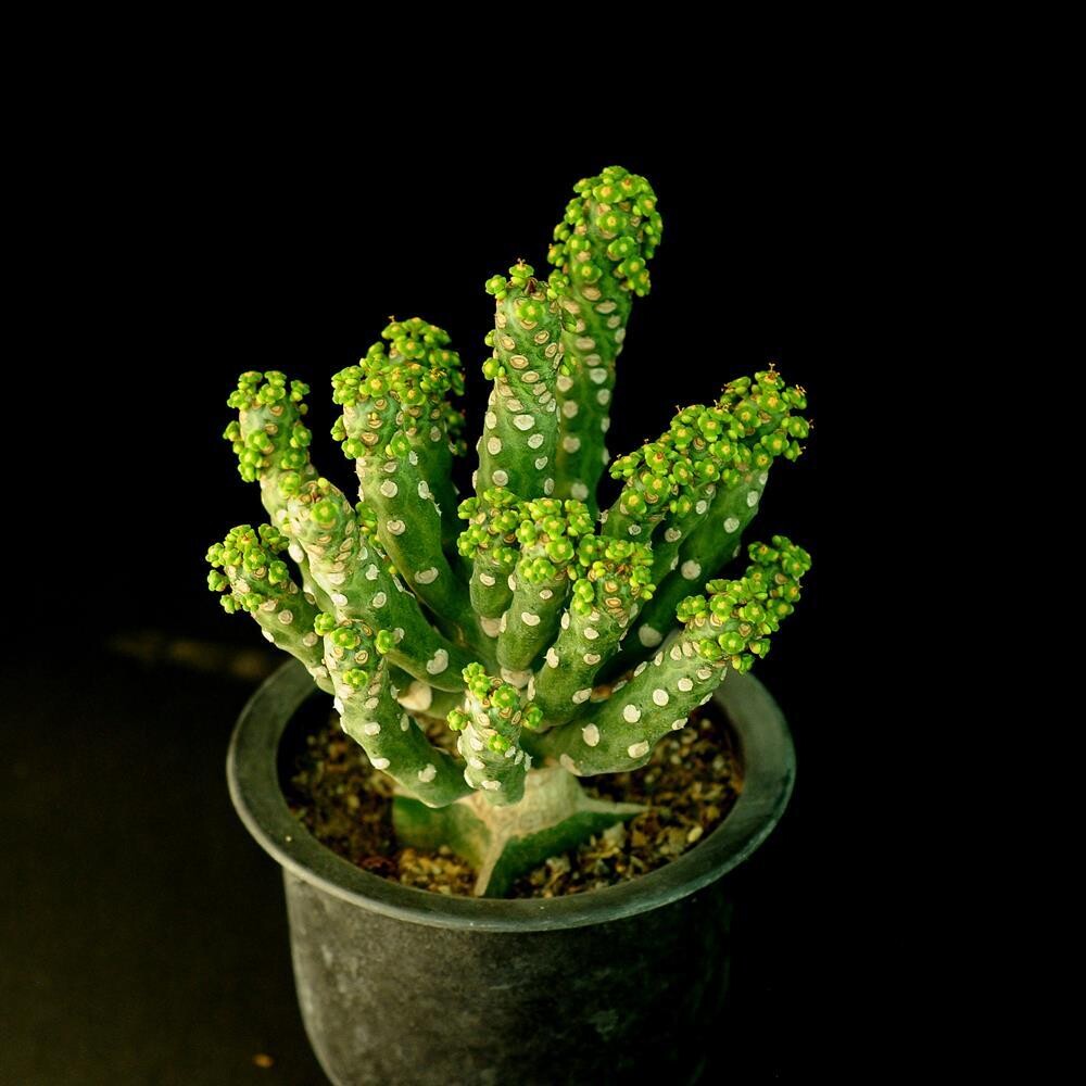 Euphorbia royleana f inermis Euphorbia royleana f inermis
