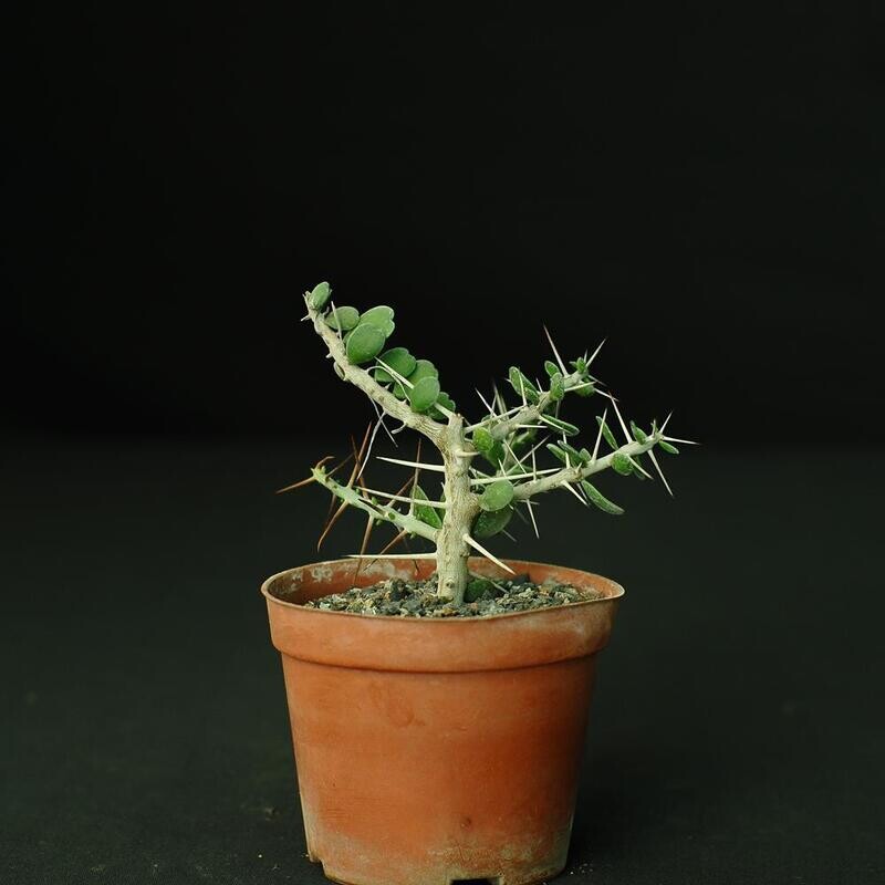 Alluaudia comosa