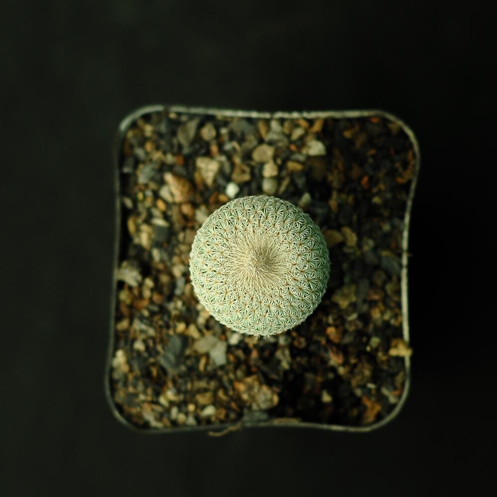 Epithelantha Micromeris - Top View
