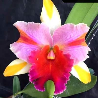 Orchid Cattleya Amazing Thailand Rainbow