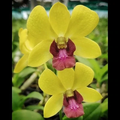 Orchid Dendrobium Burana Jade
