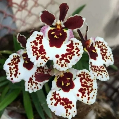 Orchid Tolumnia Jairak Golden Sunset Brownie