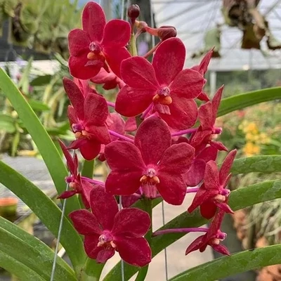 Orchid Roll on Vanda red x kagawara christie low