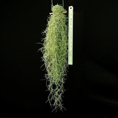 Air Plant Spanish moss (Tillandsia usneoides)