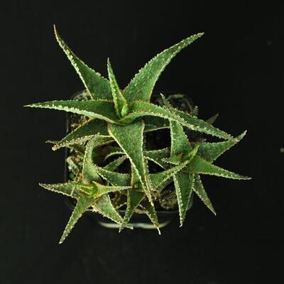 Aloe Lavender Star