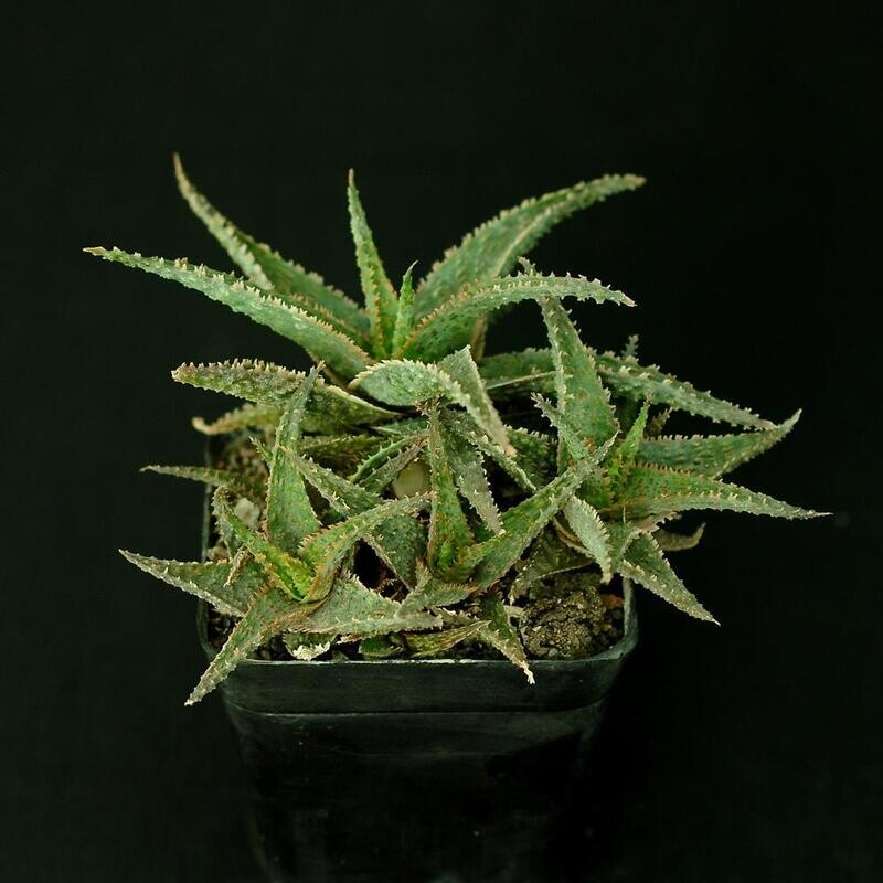 Aloe Lavender Star