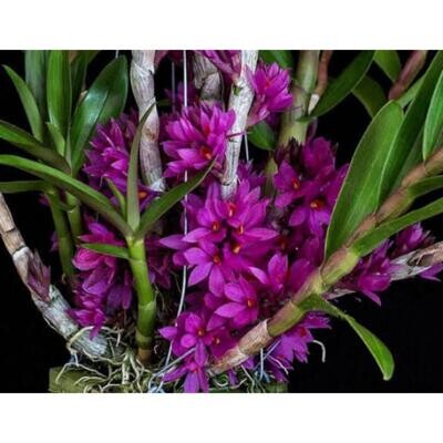 Orchid Dendrobium Hibiki
