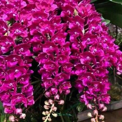 Orchid Rhyncostylis gigantea Hybrid Purple # 2