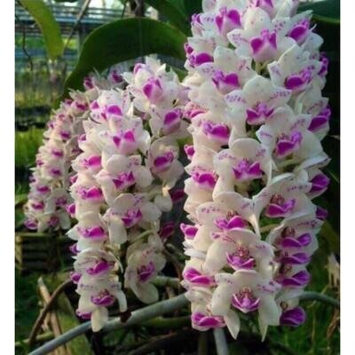Orchid Rhyncostylis gigantea hybrid KRA Spot