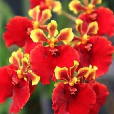 Orchid Tolumnia Jairak Flyer Lady In Red