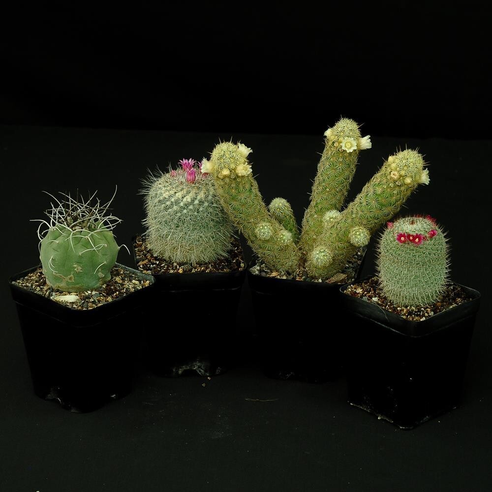 Set of 4 Assorted Cactus