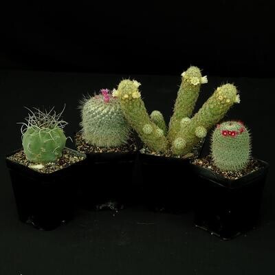 Set of 4 Assorted Cactus