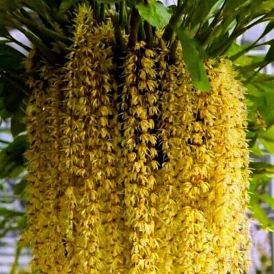 Orchid Coelogyne rochussenii