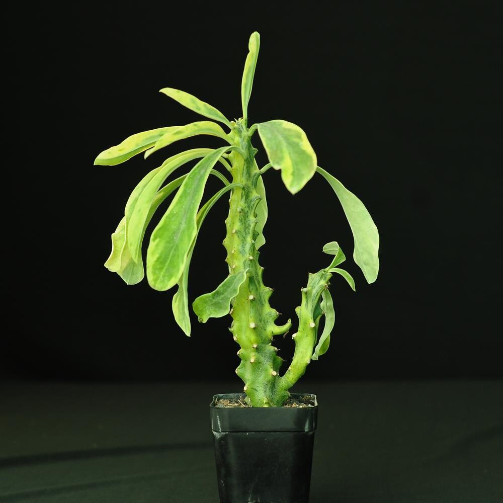 Euphorbia neriifolia variegated