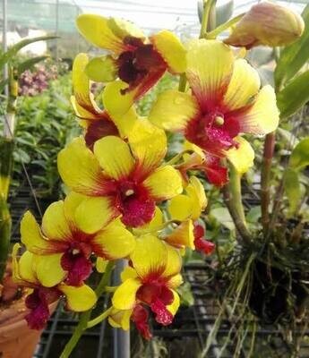 Orchid Dendrobium Burana Sunmoon