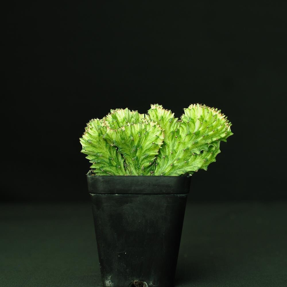 Euphorbia lactea mint variegation crest - India's #1 Online Garden ...