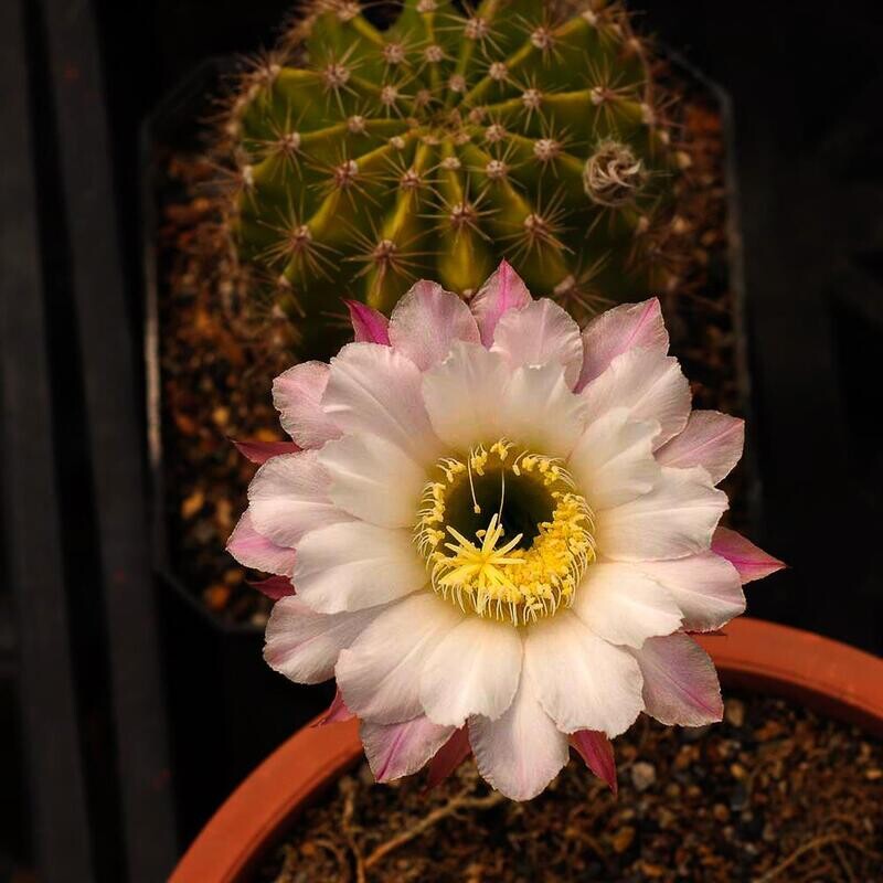 Echinopsis Elegant Lady- Flower