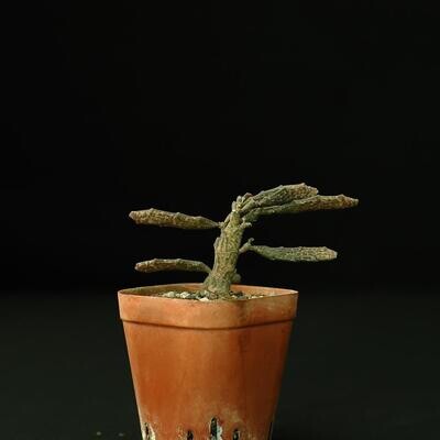 Euphorbia Platyclada (Rooted)