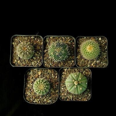 Set of 5 Assorted Cactus