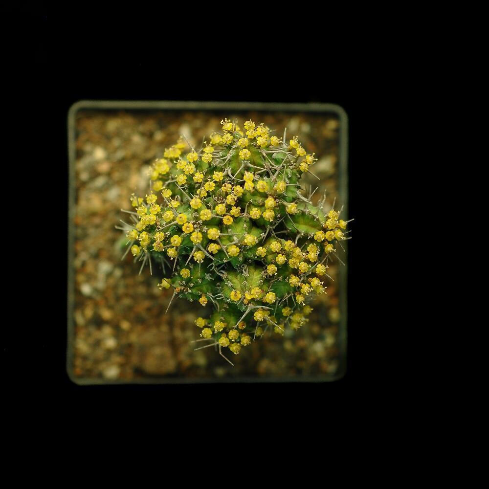 Euphorbia phillipsiae Euphorbia phillipsiae