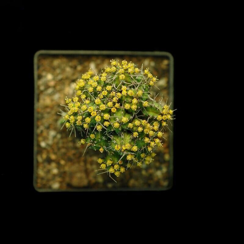 Euphorbia phillipsiae Euphorbia phillipsiae