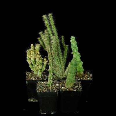 Set of 5 Cacti