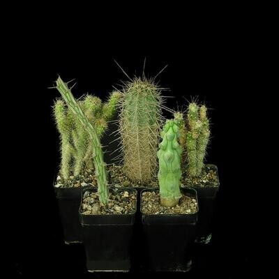 Set of 5 Cacti