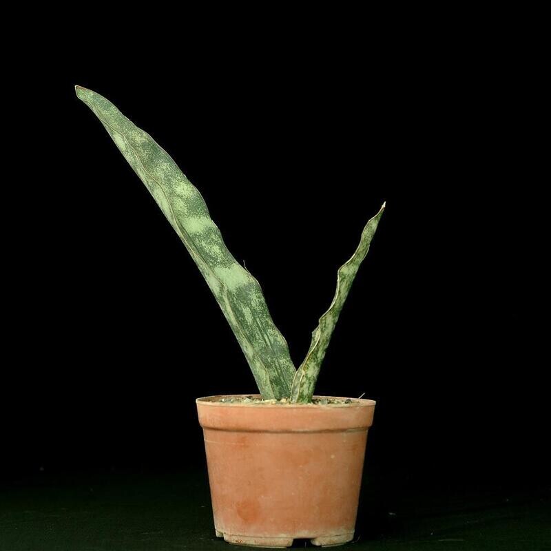 Sansevieria cultivar