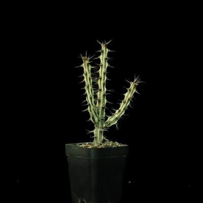 Euphorbia Sp Nova Somalia Hordio