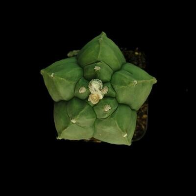 Astrophytum myriostigma Nudum cv Kikko