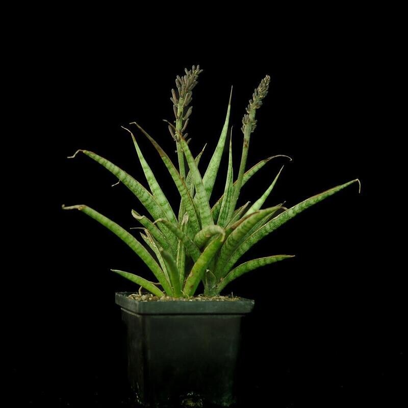 Sansevieria hybrid