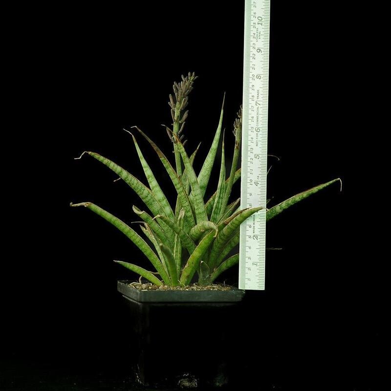 Sansevieria hybrid