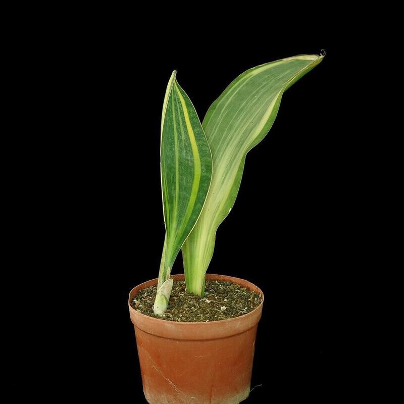 Sansevieria masoniana variegated  (Whale fin)